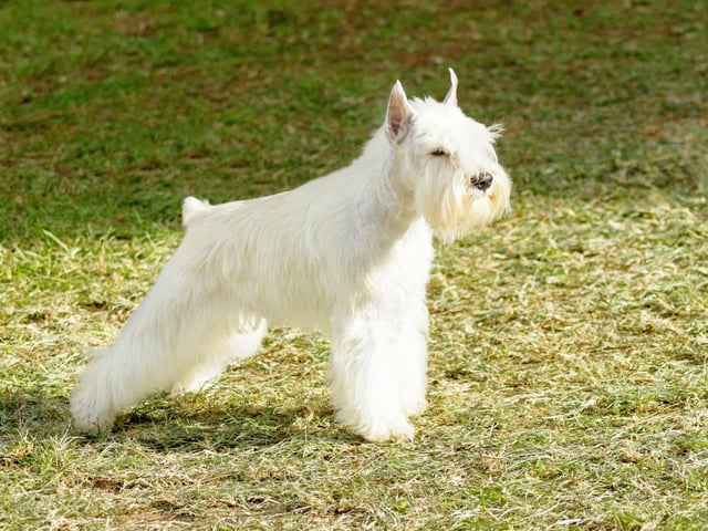 Miniature Schnauzers are small and playful dogs but do not underestimate their ability to learn.
(Photo: Shutterstock)