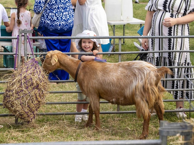 Animal petting at Portchester Gala in Portchester Castle on August 3.