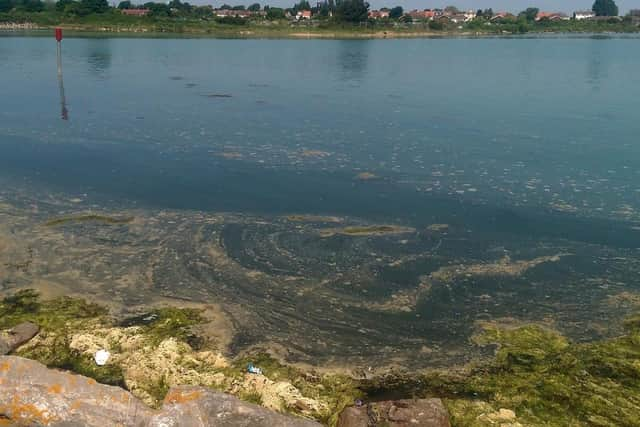 Scum foam at Langstone Harbour, in Eastney, after a previous discharge. 