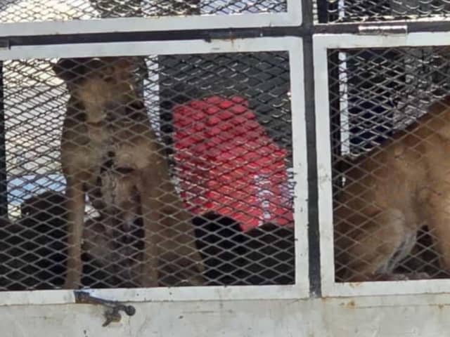 Dogs on a truck in Morocco - Animal News Agency