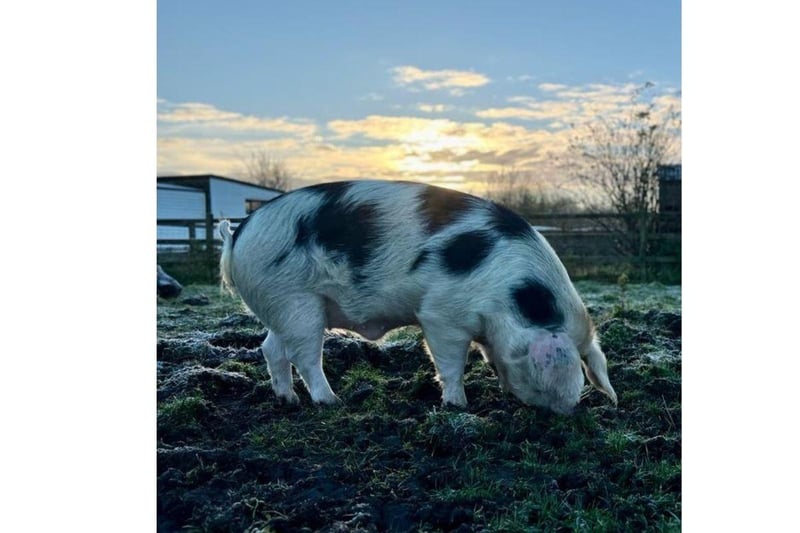 Phil is currently looking for his forever home. The three-year-old Gloucestershire Old Spot can be homed with dogs, cats and children and his full name is Philadelphia, not Phillip. 
Picture credit: The Stubbington Ark