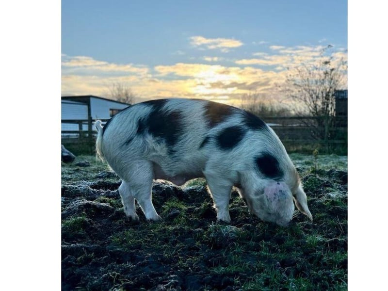 Phil is currently looking for his forever home. The three-year-old Gloucestershire Old Spot can be homed with dogs, cats and children and his full name is Philadelphia, not Phillip. 
Picture credit: The Stubbington Ark