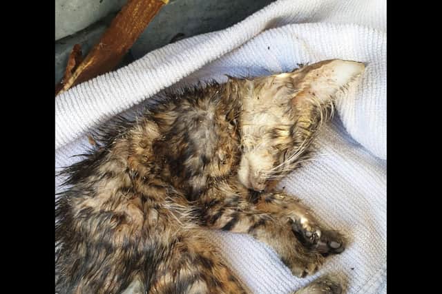 Seven kittens were found dead in a bush at the side of the road in Longfield Avenue, Fareham, over several months. Picture: RSPCA.