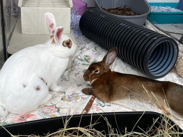 Finlay and Eliza are looking for new homes. The pair fell in love after being taken in at The Stubbington Ark.