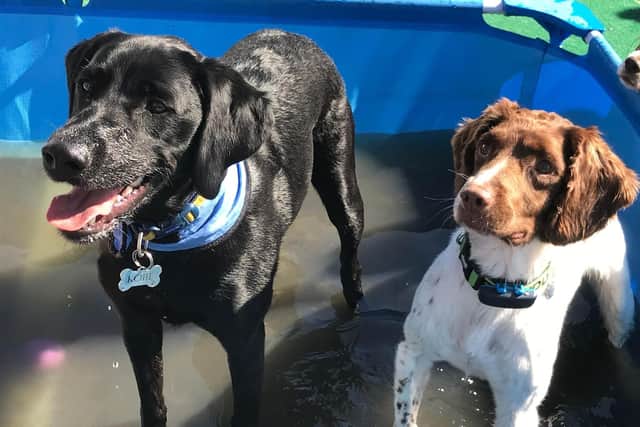 Dogs at Fareham's Doggy Day Care waiting for treats.