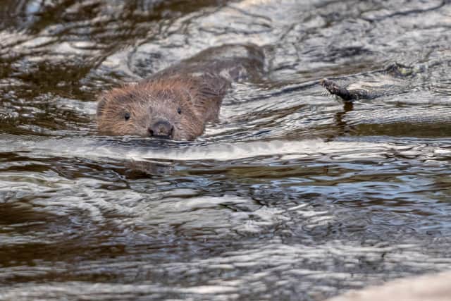 Beavers have been introduced in several restoration sites in England and Scotland. Picture: Elliot McCandless/Beaver Trust/PA.