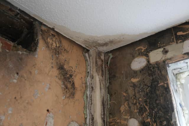 Mould on the wall. Picture: Sam Stephenson