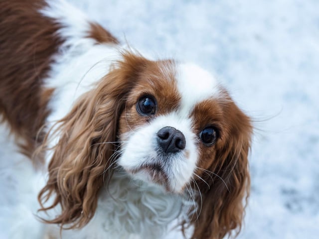 Cavalier King Charles Spaniels are known for their  gentle and caring nature.     (Photo by PETTER BERNTSEN/AFP via Getty Images)