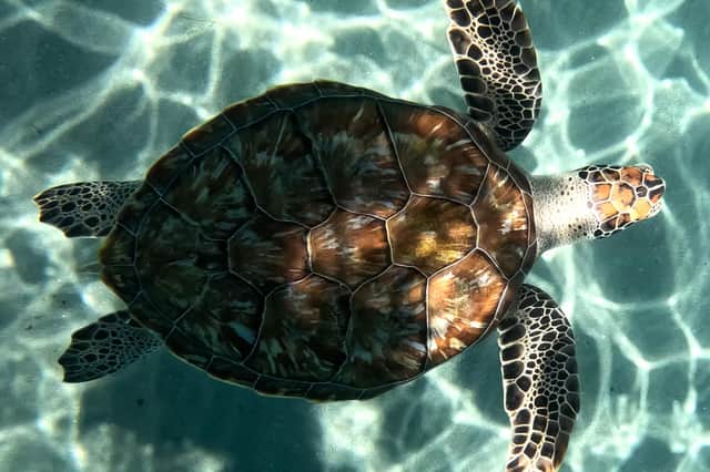 HMS Dauntless crews have being helping save sea turtles from life-threatening hazards in the Caribbean. Pictured: Turtle of Curacao. Picture: LPhot Gareth Smith/Royal Navy.