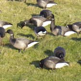 Part of Castle Field is set to be fenced off on Monday to create a haven for Brent Geese. Picture: Stewart Luck