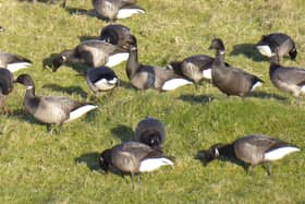 Part of Castle Field is set to be fenced off on Monday to create a haven for Brent Geese. Picture: Stewart Luck