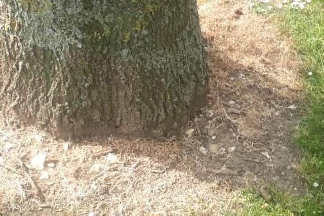 Ms Turner is adamant that weed killer is the cause of the Buddy's ailments. Portsmouth City Council said weed killer has not been used on Allaway Avenue since January. Picture: Tina Turner.