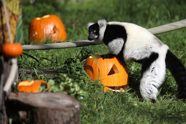 There is one reported black and white ruffed lemur in the Isle of Wight district council area, as well as 17 other lemur in the Chichester District Council area. Picture: Justin Sullivan/Getty Images.