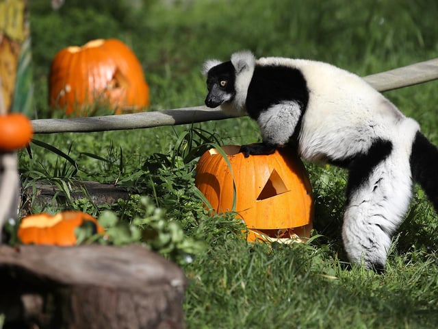 There is one reported black and white ruffed lemur in the Isle of Wight district council area, as well as 17 other lemur in the Chichester District Council area. Picture: Justin Sullivan/Getty Images.
