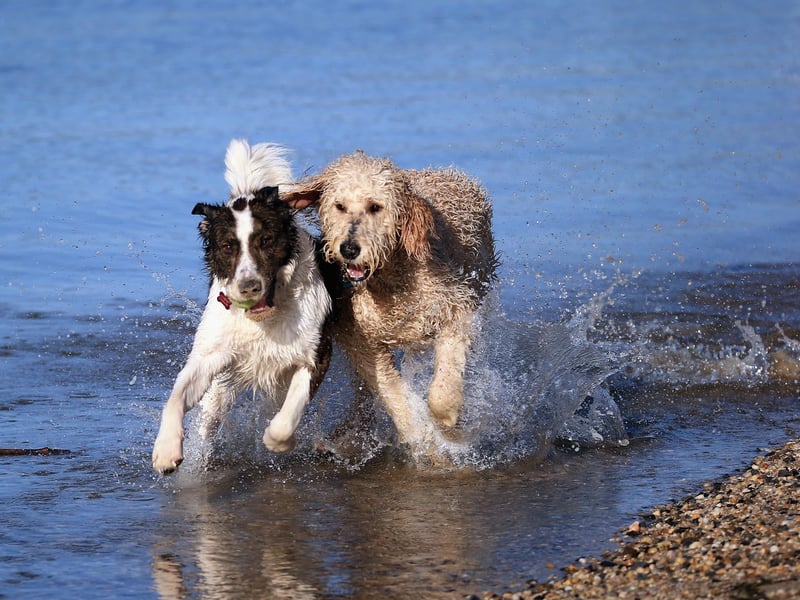 You can keep dogs cool in a variety of ways. You could set up a small paddling pool with cool water for your dog to play in, or you could lay a wet towel on the floor for your dog to lay on - do not put the towel over them as it could retain heat and make them hotter. 
Another way to keep them cool is by putting ice cubes into the dogs water.