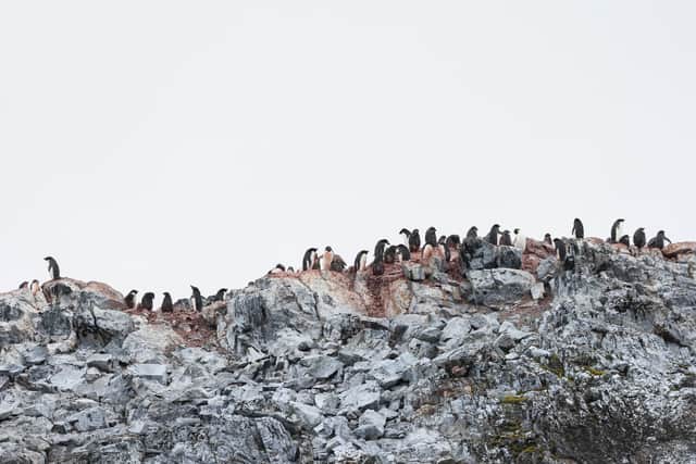 A colony of Adelie penguins on Jingle Island, with data being collected by the crew onboard HMS Protector. Photo: LPhot Belinda Alker/Royal Navy.