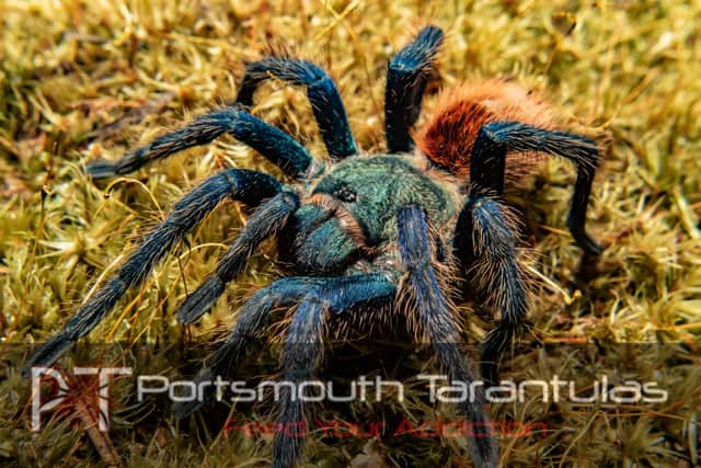 Portsmouth Tarantulas are looking for a new office space.