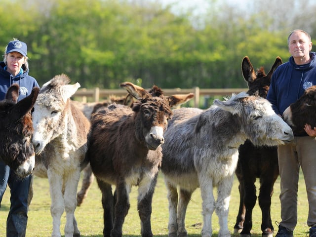 The Hayling Island Donkey Sanctuary is one of the many local animal sanctuaries that have hundreds of visitors each year. It is a free place to visit and the charity only asks for donations. Pictured is: Tracey and Paul Hunt, owners of Hayling Island Donkey Sanctuary.Picture: Sarah Standing