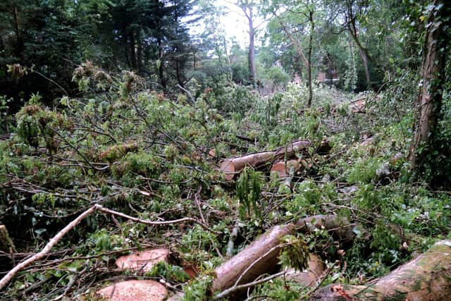 Last year, dozens of trees had to be cut down in The Queen's Inclosure, Cowplain, due to ash dieback.
