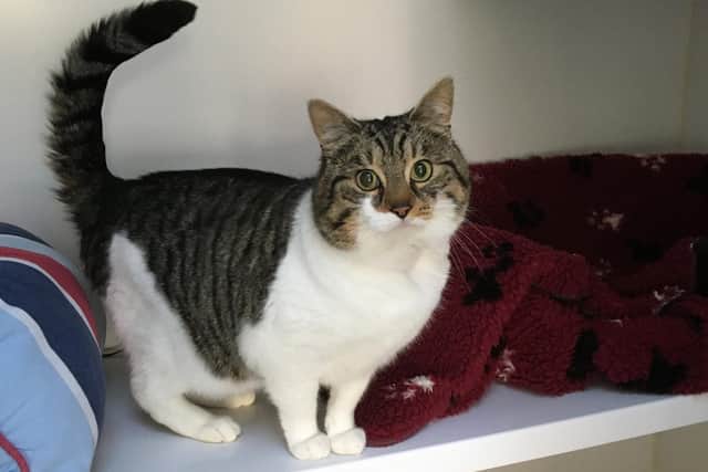 Ronnie from Gosport Cats Protection is looking for a home