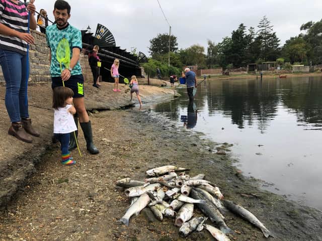 Hundreds of dead fish have washed up on the shoreline of Alver Creek in Gosport. Picture: Richard Lemmer