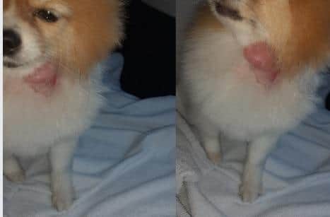 Georgina Wilson's dog, Kiki, with infected wounds on her neck.