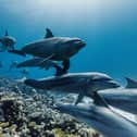 A pod of Indo-Pacific bottlenose dolphins swimming across the coral reefs of the Red Sea, Egypt.