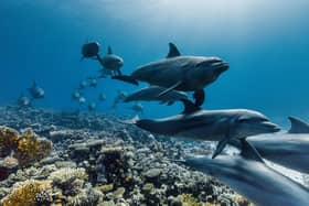 A pod of Indo-Pacific bottlenose dolphins swimming across the coral reefs of the Red Sea, Egypt.