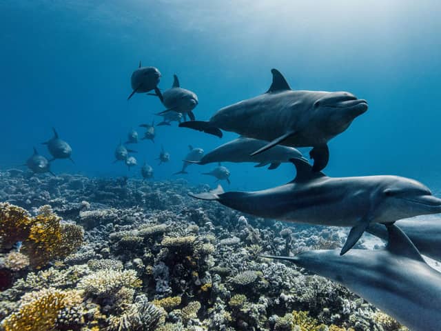 A pod of Indo-Pacific bottlenose dolphins swimming across the coral reefs of the Red Sea, Egypt.