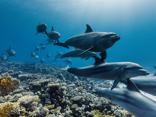 A pod of Indo-Pacific bottlenose dolphins swimming across the coral reefs of the Red Sea, Egypt.