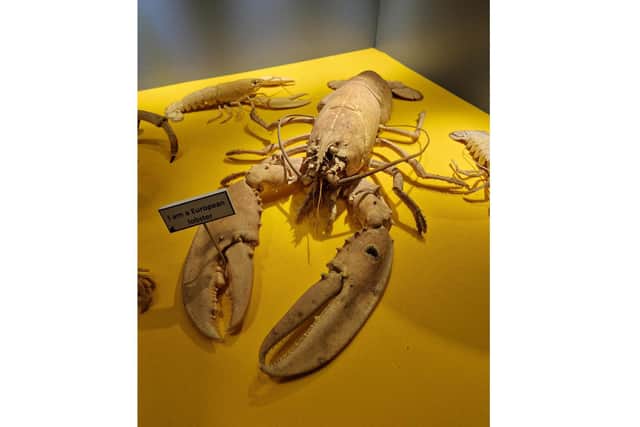 New exhibition Ocean at the end of the lane: Discovering Portsmouth's coastline' opens at Portsmouth Museum and Art Gallery on July 15, 2023
