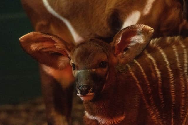 Three-day old mountain bongo at Marwell Zoo. Picture: Gemma/Marwell Zoo.