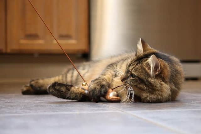 Volunteers at Gosport Cats Protection have shared some top tips for keeping cats entertained during social isolation