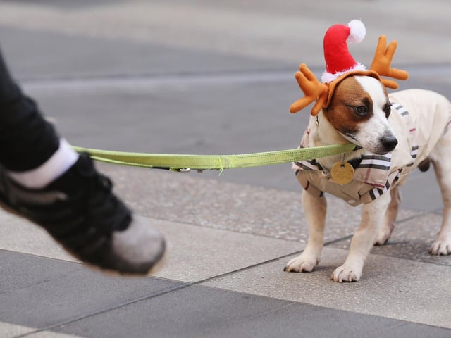 A Jack Russell Terrier will set you back around £760 on average. (Photo by Michael Dodge/Getty Images)