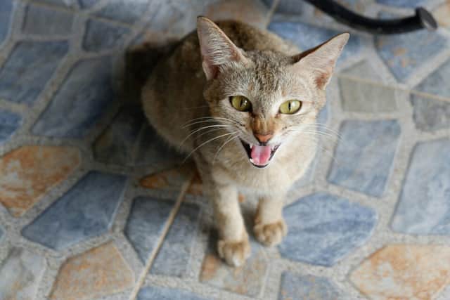 Katie Gwilt has issued this guide to help cat owners in Portsmouth - Animal News Agency