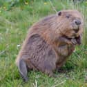 A consultation to reintroduce beavers into the wild will be launched on Monday. Picture: Nick Upton/Cornwall Wildlife Trust.