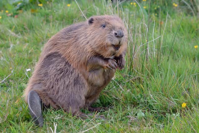 A consultation to reintroduce beavers into the wild will be launched on Monday. Picture: Nick Upton/Cornwall Wildlife Trust.