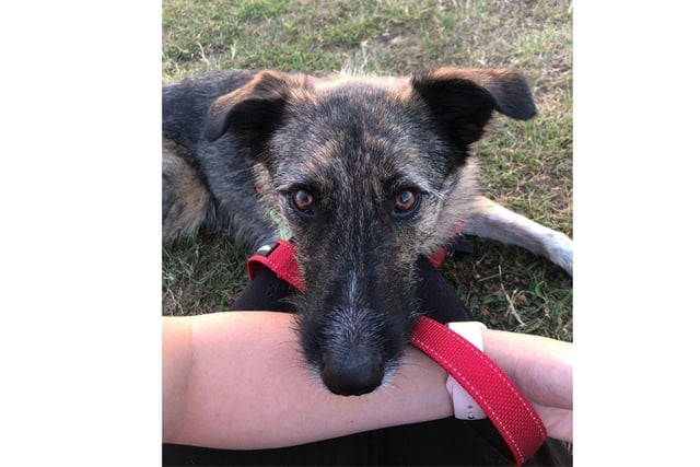 Stanlee is a 3 year old collie cross girl. She is exceptionally smart and enjoys learning. She has been in a foster home for nearly 1000 days.