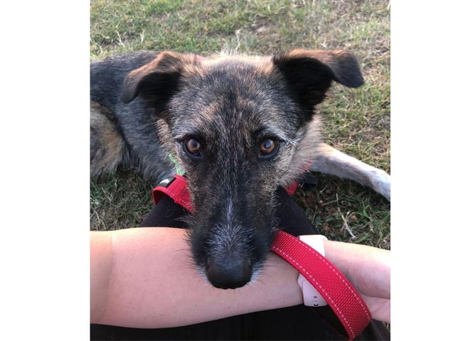 Stanlee is a 3 year old collie cross girl. She is exceptionally smart and enjoys learning. She has been in a foster home for nearly 1000 days.