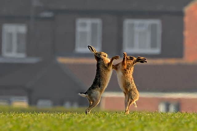 Hares – one of the mammals PTES is asking volunteers to look for during its Living with Mammals survey.
