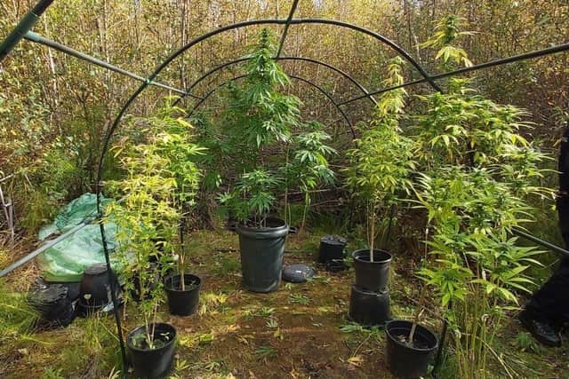 Ringwood cannabis farm