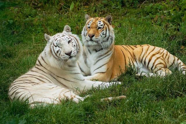 See the tigers at Wildheart Animal Sanctuary