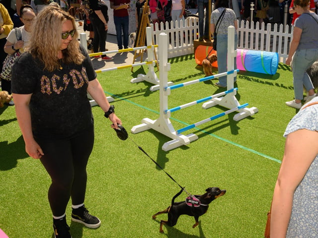 One dog is raring to get started.Picture: Keith Woodland (250521-86)