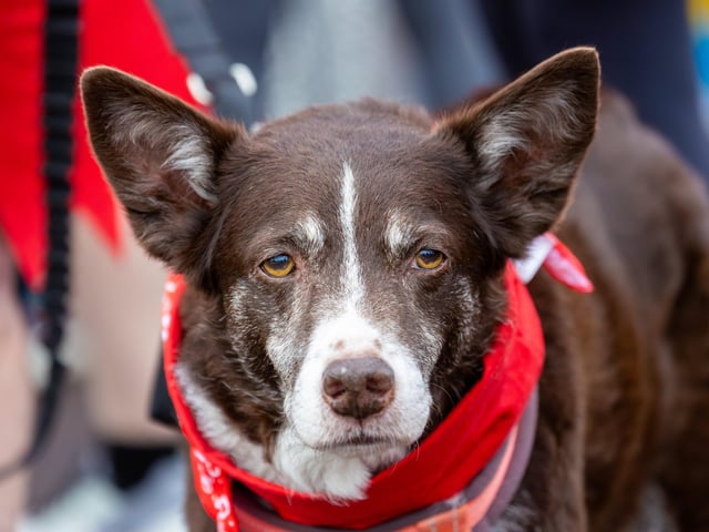 Pictured - Woody the Dog.
