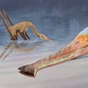 An unusual new species of pterosaur has been identified, which had over 400 teeth that looked like the prongs of a nit comb.
The fossil was found in a German quarry and has been described by palaeontologists from England, Germany and Mexico.
Picture: Megan Jacobs