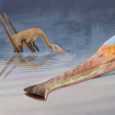 An unusual new species of pterosaur has been identified, which had over 400 teeth that looked like the prongs of a nit comb.
The fossil was found in a German quarry and has been described by palaeontologists from England, Germany and Mexico.
Picture: Megan Jacobs