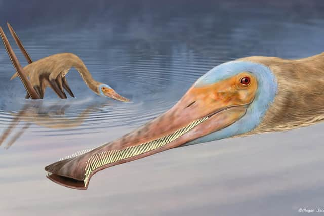 An unusual new species of pterosaur has been identified, which had over 400 teeth that looked like the prongs of a nit comb.
The fossil was found in a German quarry and has been described by palaeontologists from England, Germany and Mexico.
Picture: Megan Jacobs