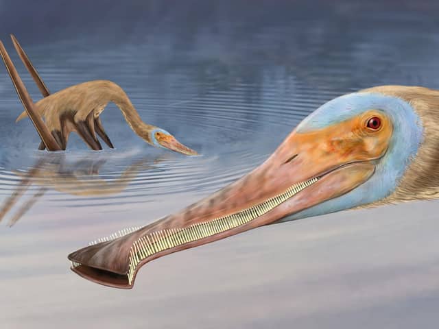 An unusual new species of pterosaur has been identified, which had over 400 teeth that looked like the prongs of a nit comb.
The fossil was found in a German quarry and has been described by palaeontologists from England, Germany and Mexico.
Picture: Megan Jacobs