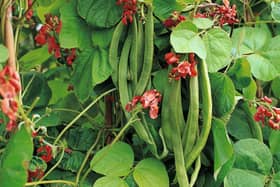 JPNS-04-08-12-121 GARD STRAP RUNNER BEANS