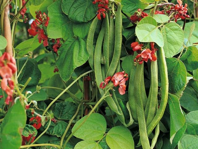JPNS-04-08-12-121 GARD STRAP RUNNER BEANS
